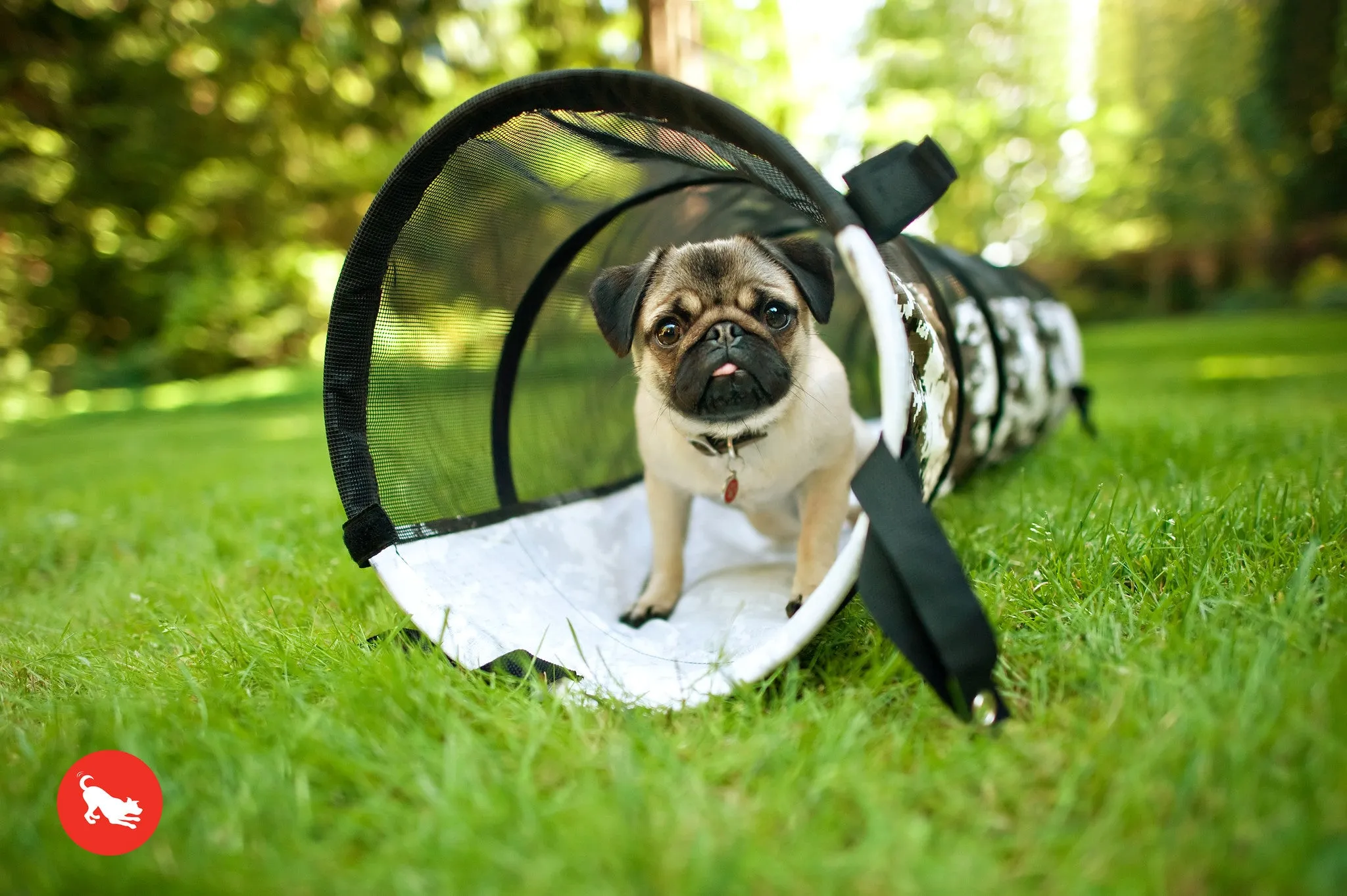 PLAY Tunnel for Dogs and Cats