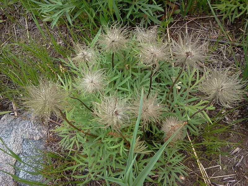 Prairie Pasqueflower  100 Seeds  Anemone patens  USA Company