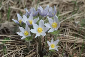 Prairie Pasqueflower  100 Seeds  Anemone patens  USA Company