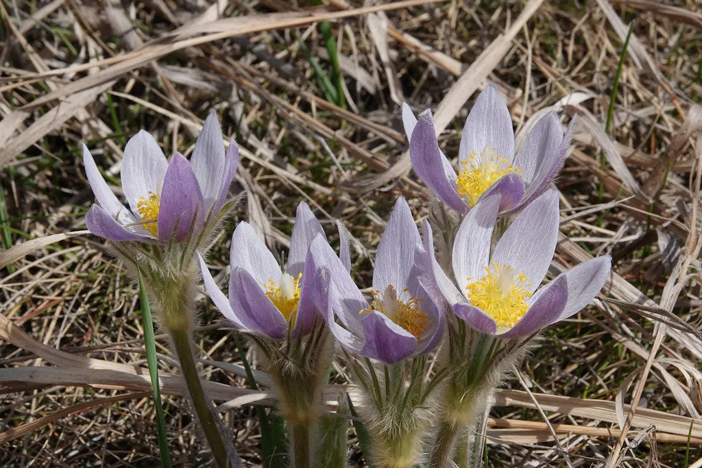 Prairie Pasqueflower  100 Seeds  Anemone patens  USA Company