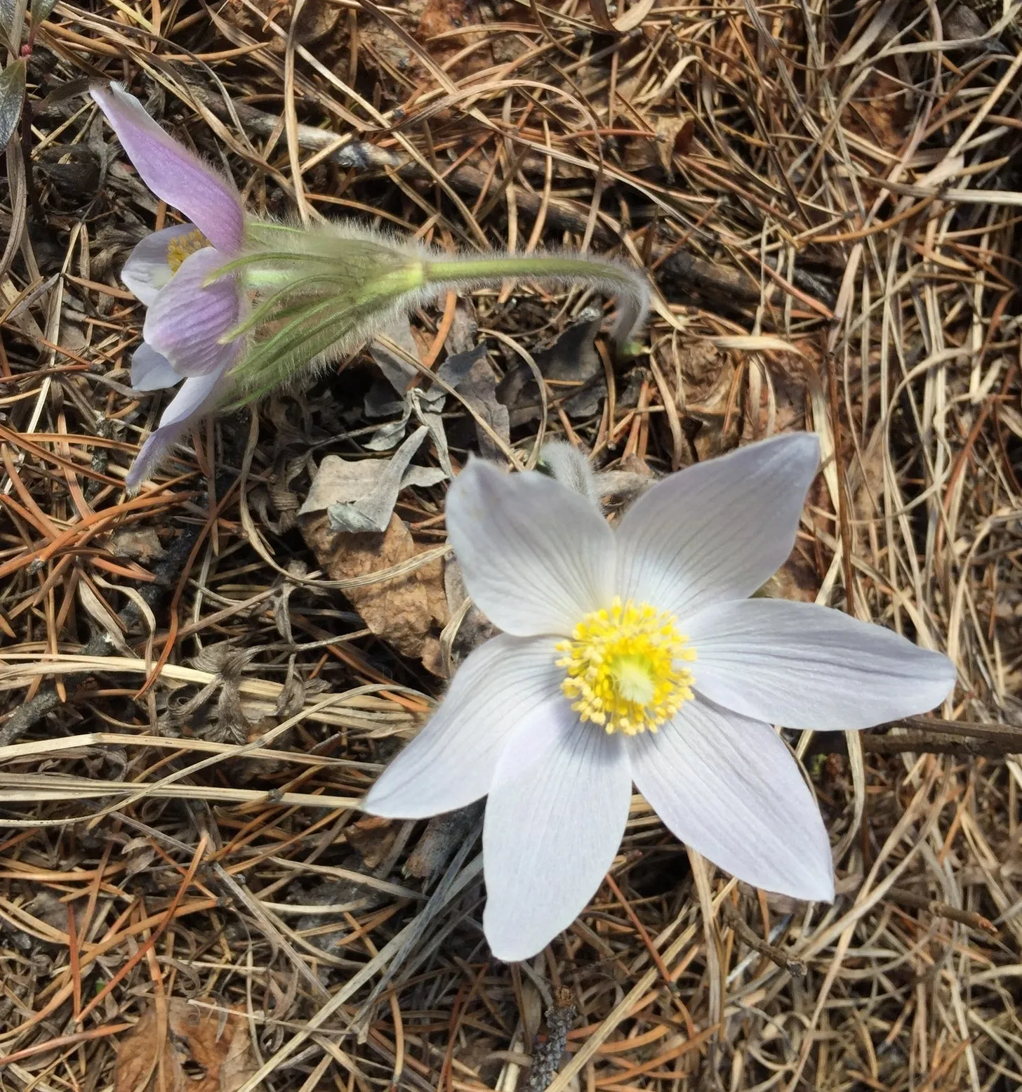 Prairie Pasqueflower  100 Seeds  Anemone patens  USA Company